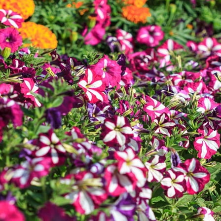 Outsidepride Petunia Multiflora Star - 1000 Seeds