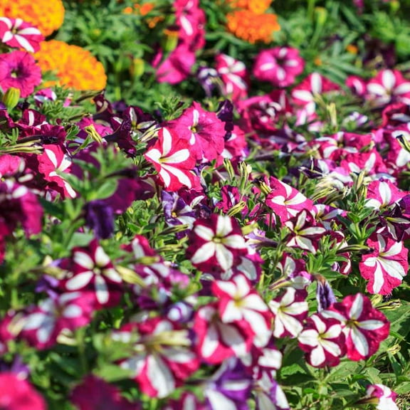 Outsidepride Petunia Multiflora Star - 1000 Seeds