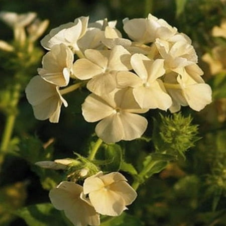 Outsidepride Phlox Yellow - 10000 Seeds