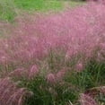 thumbnail image 1 of Outsidepride Pink Muhly Drought Tolerant Ornamental Grass Plant Seed for Full Sun - 100 Seeds, 1 of 5