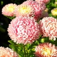thumbnail image 1 of Outsidepride Pink Paeony Aster Seeds - 2000 Seeds, 1 of 1