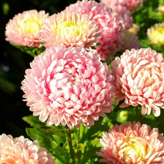 Outsidepride Pink Paeony Aster Seeds - 2000 Seeds