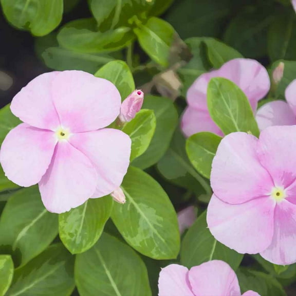 Outsidepride Pink Vinca Periwinkle Ground Cover Plant Flower Seed - 4000 Seeds