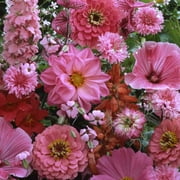 Outsidepride Pink Wild Flower Seed Mix - 10000 Seeds