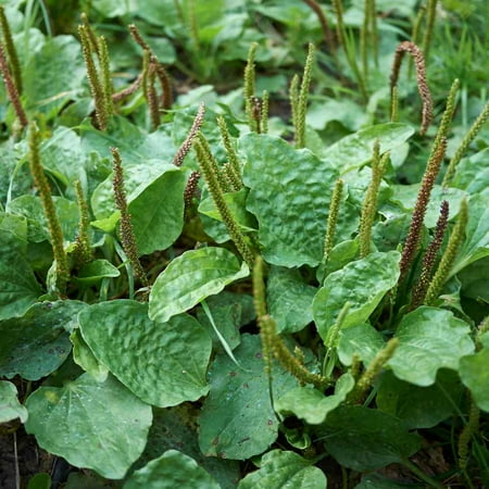 Outsidepride Plantain Common - 10000 Seeds