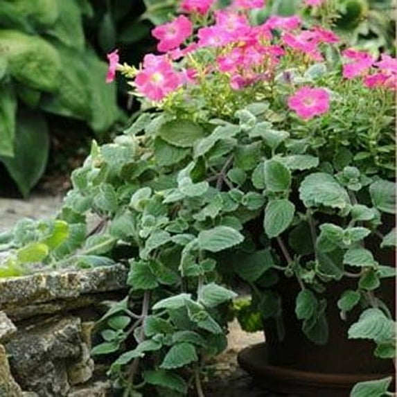 Outsidepride Plectranthus Silver Crest - 20 Seeds