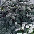 thumbnail image 1 of Outsidepride Plectranthus Silver Shield - 30 Seeds, 1 of 1