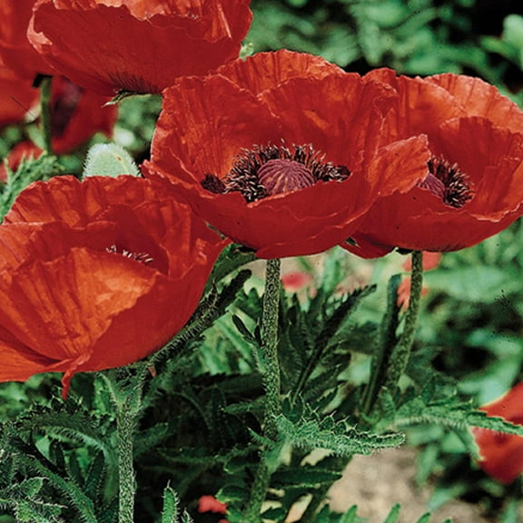 Outsidepride Poppy Orientale Beauty of Livermere - 10000 Seeds