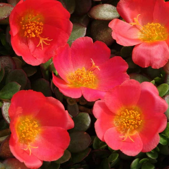 Outsidepride Purslane Toucan Scarlet - 200 Seeds