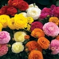 thumbnail image 1 of Outsidepride Ranunculus Mache - 40 Seeds, 1 of 1