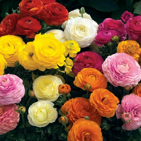 Outsidepride Ranunculus Mache - 40 Seeds