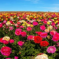 Outsidepride Ranunculus Magic - 40 Seeds