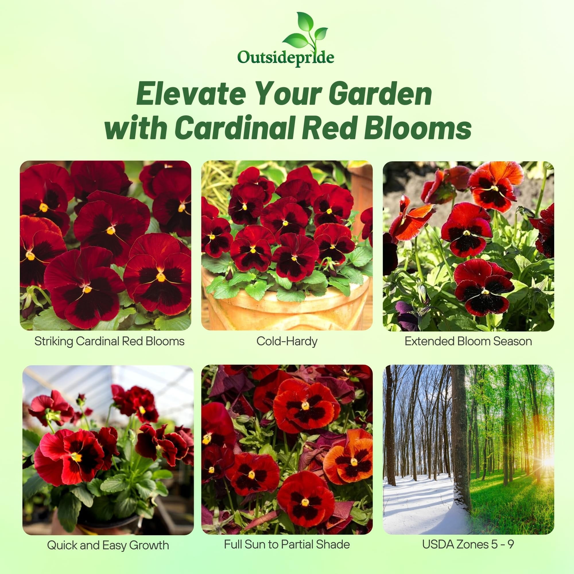 Outsidepride Red Alpenglow Viola Pansy Seeds for H2FSDPlanting ...