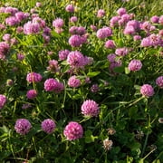 Outsidepride Perennial Red Clover Seeds - 1/4 lbs. Self-Seeding, Nitrocoated, Inoculated Clover Seeds for Lawn, Yard, Forage, Pasture, Hay, Nitrogen Fixation, Soil Improvement & Crop Rotation Program