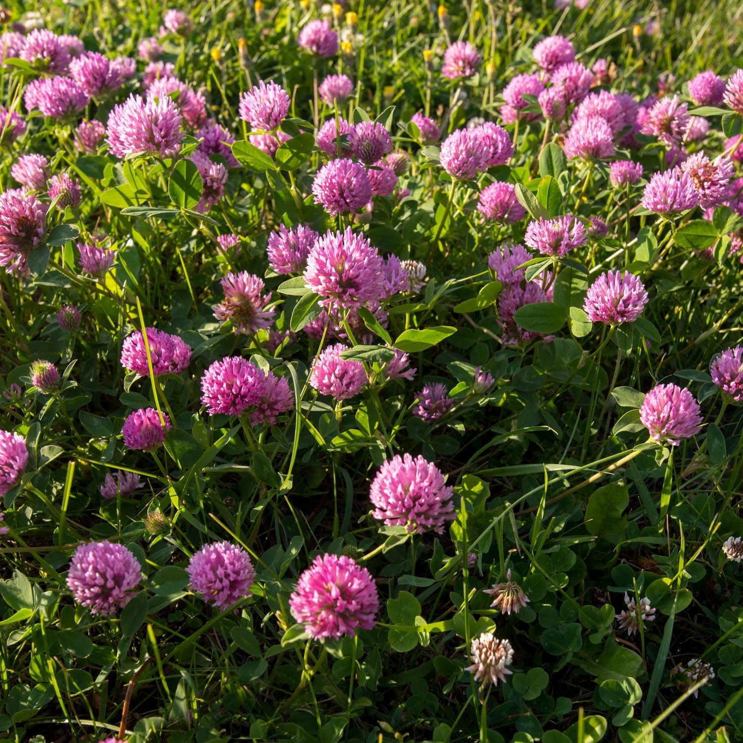 Outsidepride Red Clover Nitro-Coated Plant Seeds, 10 lbs