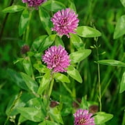 Outsidepride Red Clover Seed Nitro-Coated, Inoculated - 2 LBS