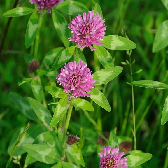Outsidepride Red Clover Seed: Nitro-Coated, Inoculated - 2 LBS