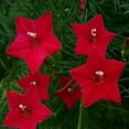thumbnail image 1 of Outsidepride Red Cypress Vine Seeds - 200 Seeds, 1 of 1