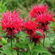 Outsidepride Red Monarda Didyma Bee Balm Flower Seeds - 500 Seeds