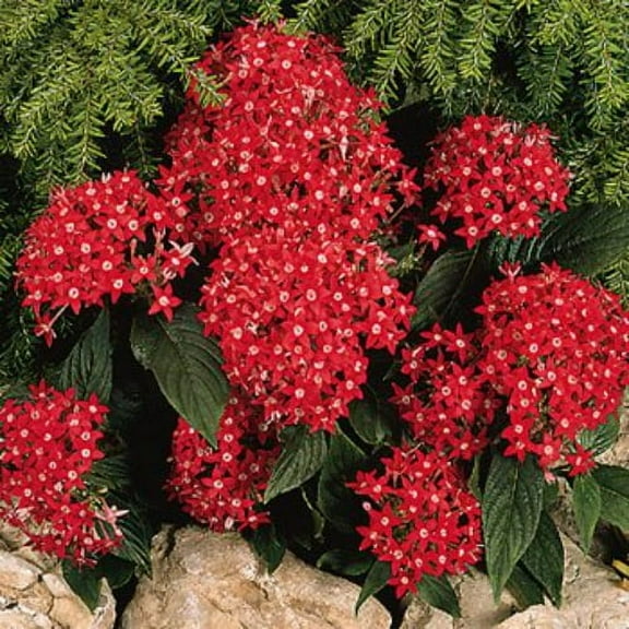 Outsidepride 50 Red Pentas Pentas Lanceeolata Plant Seeds
