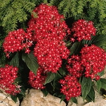 Outsidepride 50 Red Pentas Pentas Lanceeolata Plant Seeds