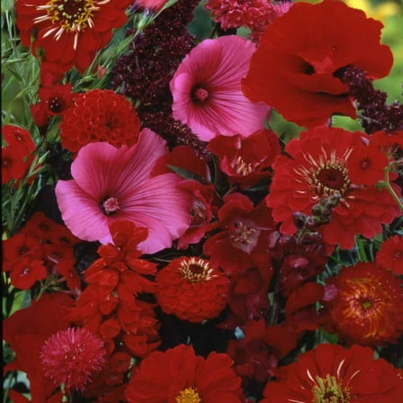 Outsidepride Red Wild Flower Seed Mix - 10000 Seeds