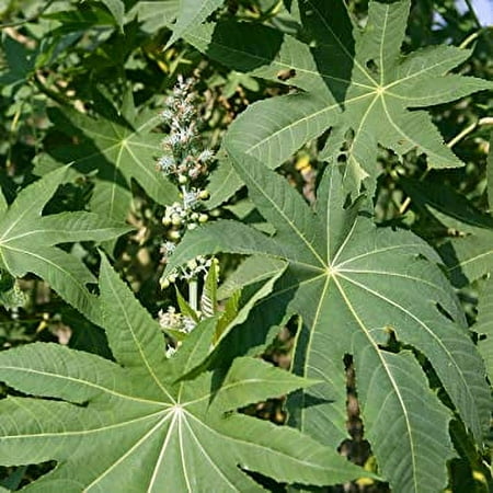 Outsidepride Ricinus Communis Castor Bean Zanzibariensis Seeds - 100 Seeds