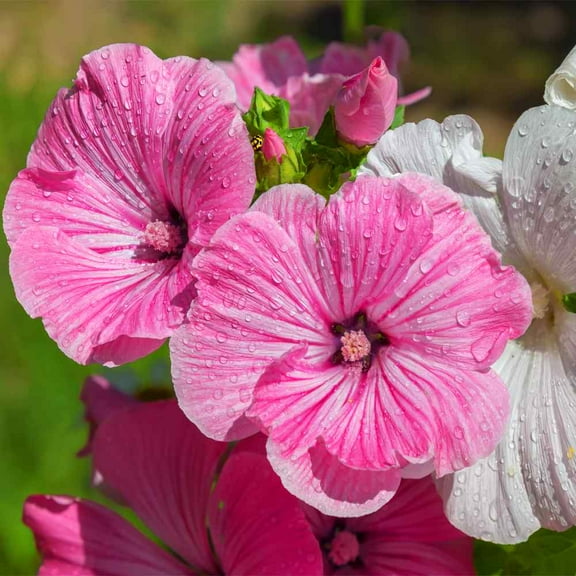 Outsidepride Rose Mallow Mix - 2000 Seeds