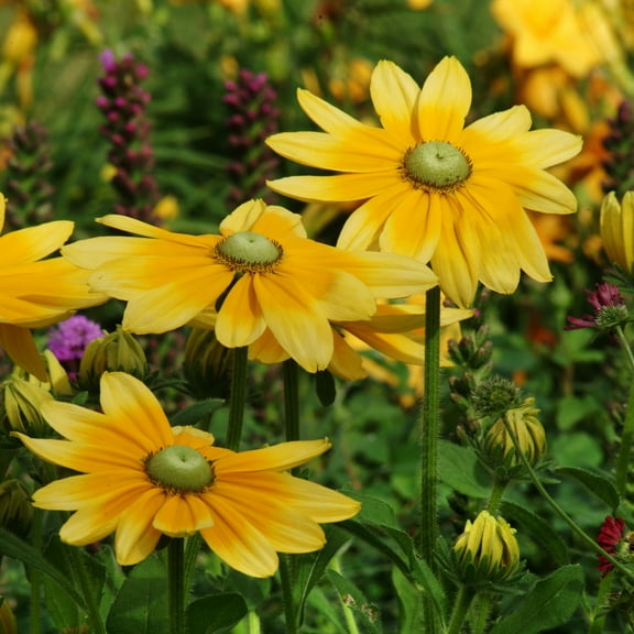 Outsidepride 10000 Rudbeckia Hirta Green Eyes Seeds
