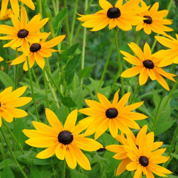 Outsidepride Rudbeckia Hirta Marmalade - 10000 Seeds