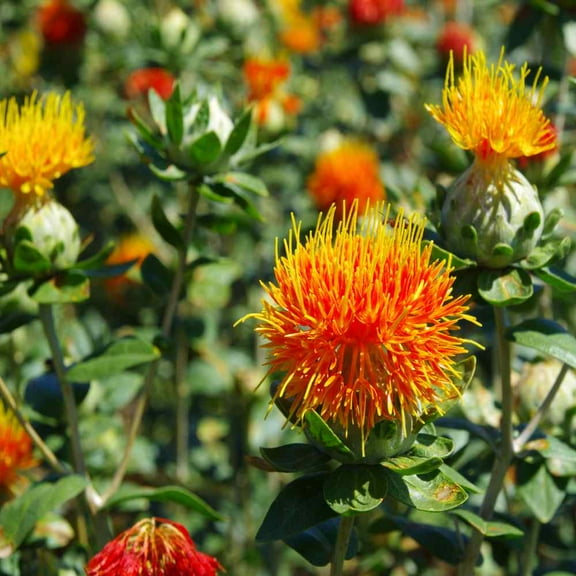 Outsidepride Safflower Orange - 200 Seeds