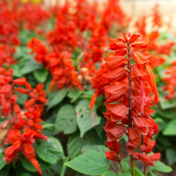 Outsidepride Sage Scarlet Flower Plant Seed - 1 LB