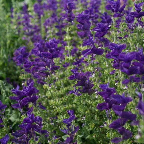 Outsidepride Salvia Blue Monday - 2000 Seeds