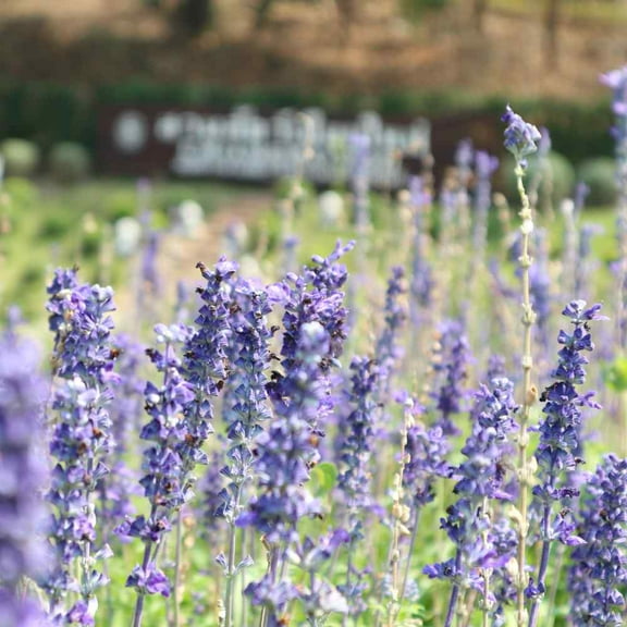 Outsidepride Salvia Blue Victory - 2000 Seeds