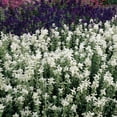 thumbnail image 1 of Outsidepride Salvia White Swan - 2000 Seeds, 1 of 2