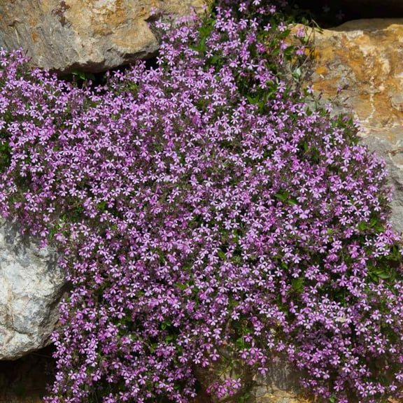 Outsidepride Saponaria Ocymoides - 10000 Seeds