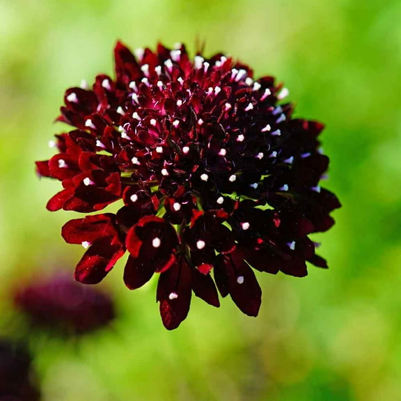 Outsidepride Scabiosa Purple - 400 Seeds