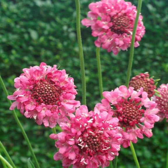 Outsidepride Scabiosa Rose - 400 Seeds