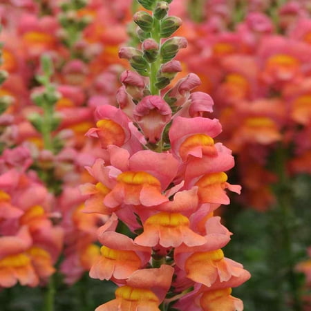 Outsidepride Snapdragon Orange Wonder - 10000 Seeds
