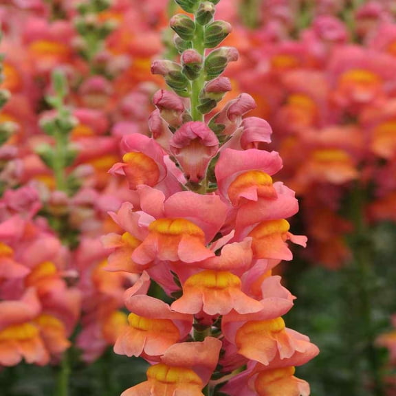 Outsidepride Snapdragon Orange Wonder - 10000 Seeds
