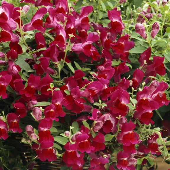Outsidepride Snapdragon Ruby - 10000 Seeds