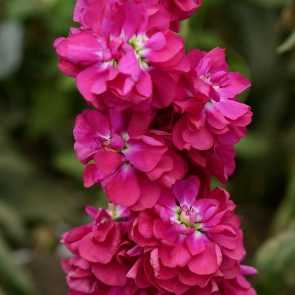 Outsidepride Stock Crimson - 2000 Seeds