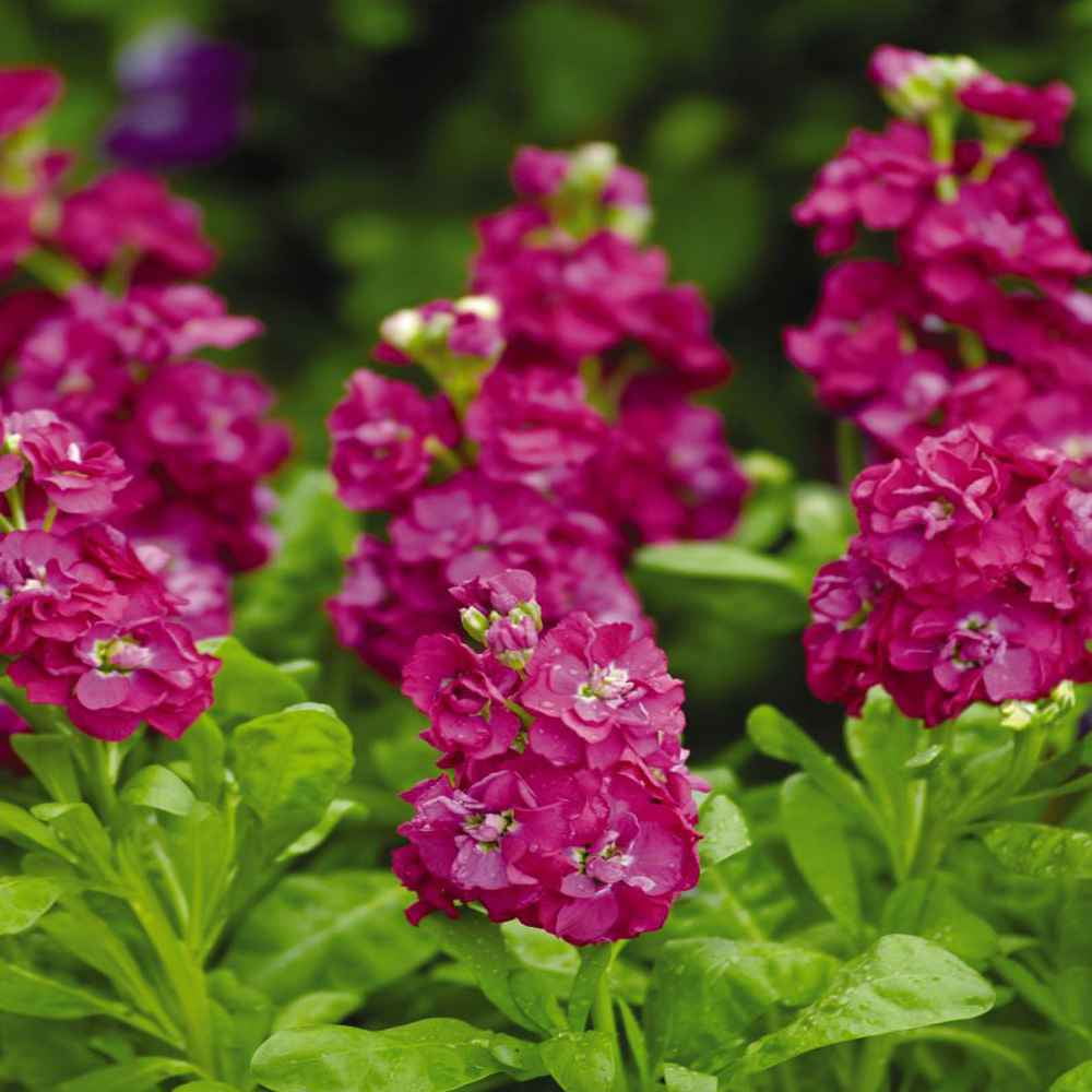 R2000 Roses Outsidepride Stock Rose - 2000 Seeds - Walmart.com