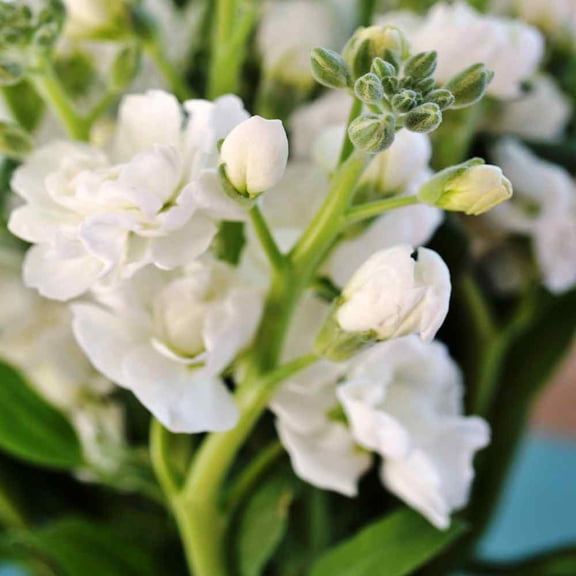 Outsidepride Stock White - 2000 Seeds