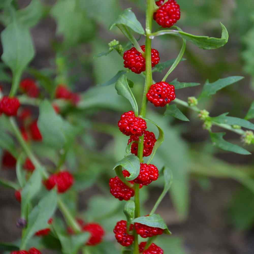 Outsidepride Strawberry Spinach - 10000 Seeds - Walmart.com