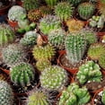 thumbnail image 1 of Outsidepride Succulent Cactus Flower Seed Mix - 2000 seeds, 1 of 8