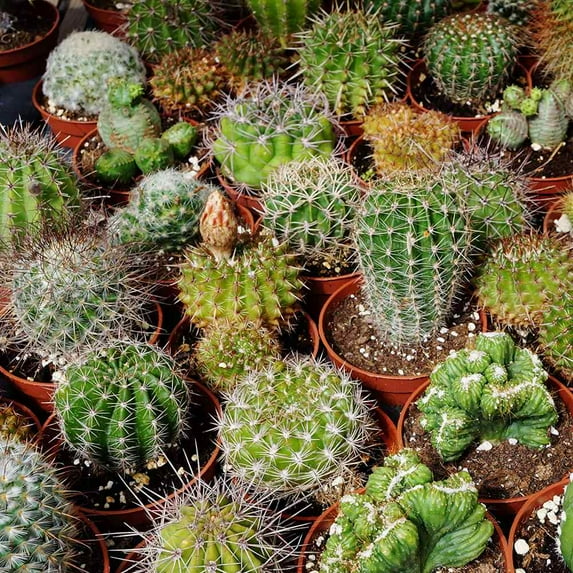 Outsidepride Succulent Cactus Flower Seed Mix - 2000 seeds