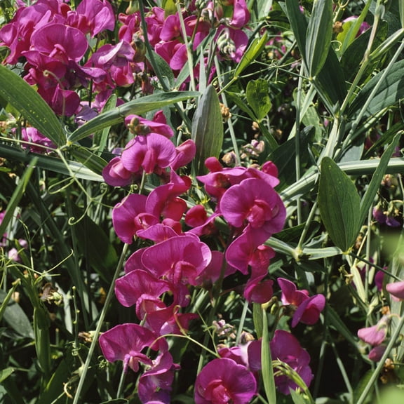 Outsidepride Sweet Peas Pearl Red - 200 Seeds