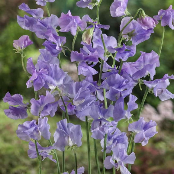 Outsidepride Sweet Peas Royal Lavender - 500 Seeds