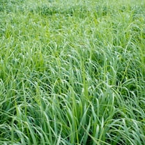 Outsidepride Switchgrass Plant Seeds, Perennial